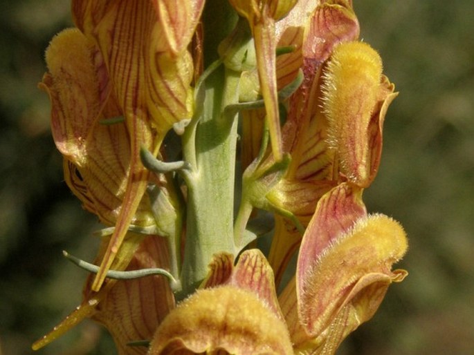 Linaria ventricosa