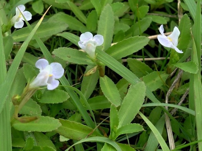 LINDERNIA ANTIPODA (L.) Alston – puštička / lindernia