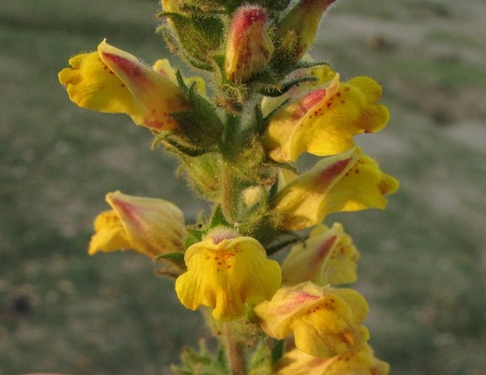 LINDENBERGIA PHILIPPENSIS (Cham. et Schltdl.) Benth.