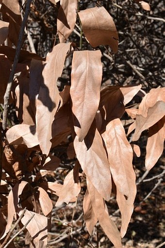 Lindera angustifolia