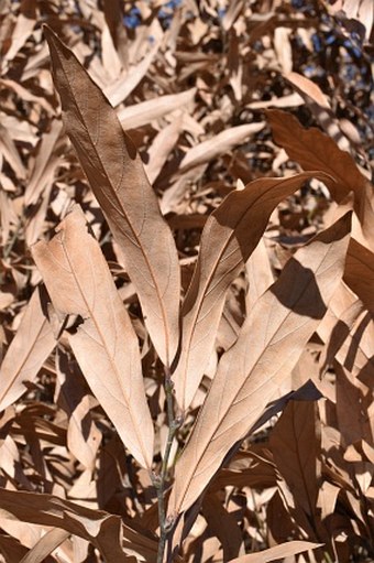 Lindera angustifolia