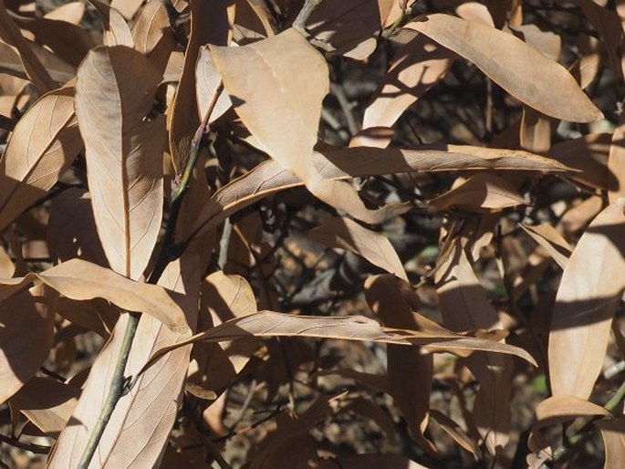 Lindera angustifolia