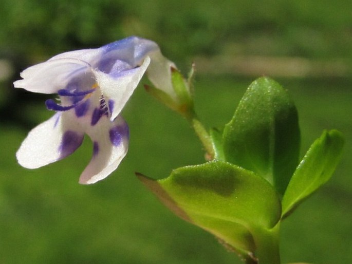 Lindernia rotundifolia