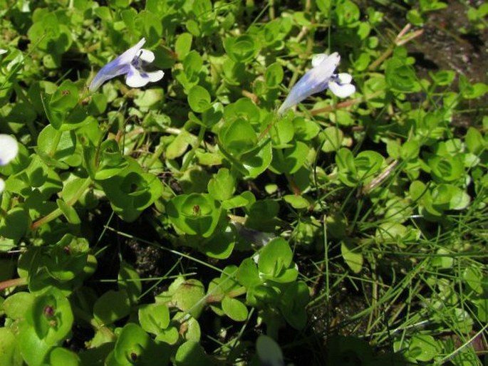 Lindernia rotundifolia