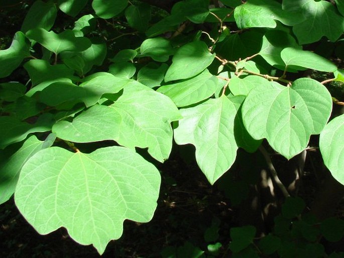 LINDERA OBTUSILOBA Blume