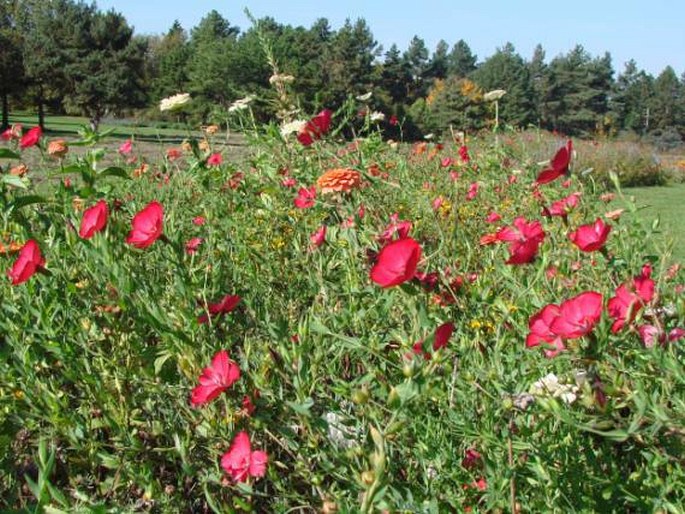 Linum grandiflorum