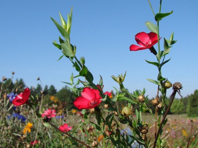 Linum grandiflorum