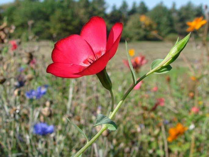 Linum grandiflorum