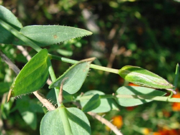 Linum grandiflorum