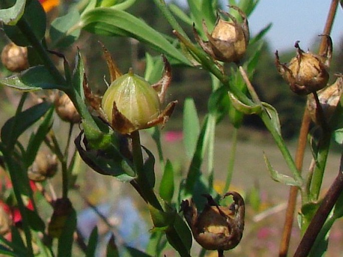 Linum grandiflorum