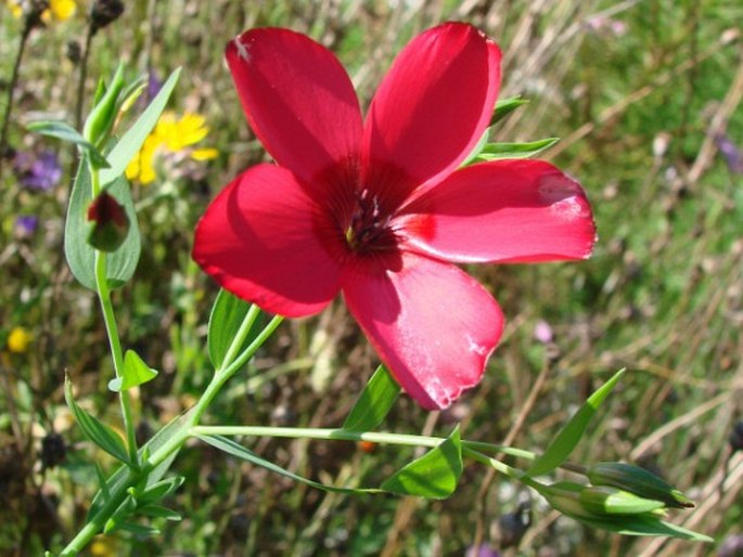 Linum grandiflorum