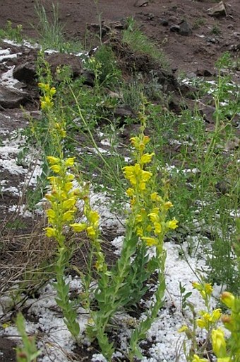 Linaria grandiflora