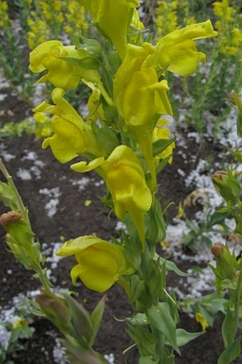 Linaria grandiflora