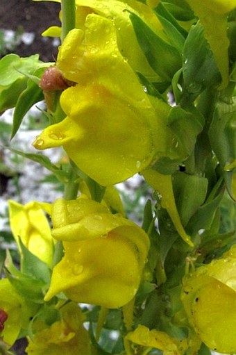 Linaria grandiflora