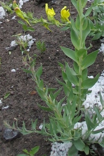 Linaria grandiflora