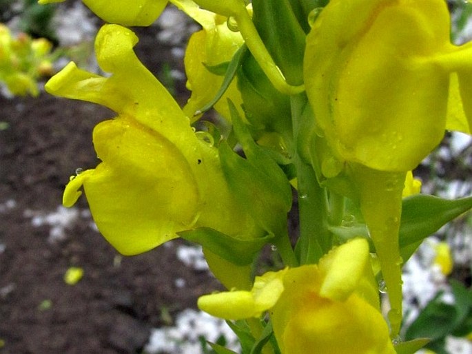 Linaria grandiflora