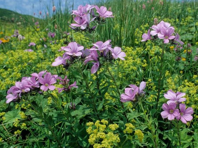 LINUM HYPERICIFOLIUM Salisb. - len / ľan