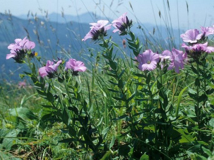 Linum hypericifolium