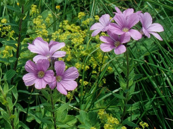 Linum hypericifolium