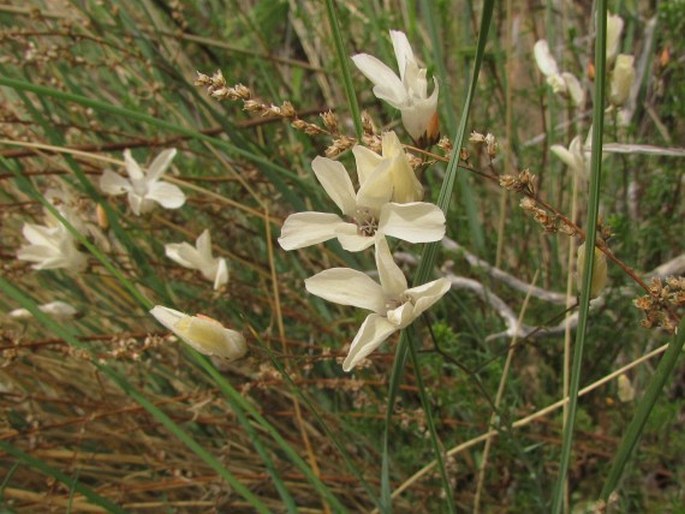 Linum jimenezii