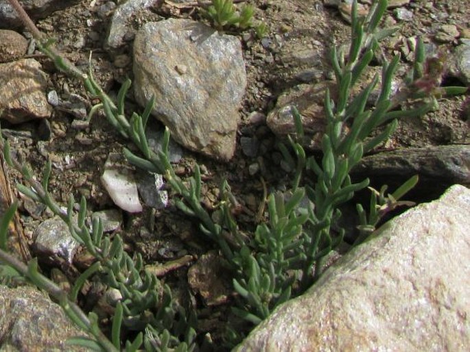 Linaria aeruginea subsp. nevadensis