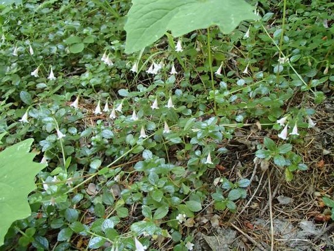 Linnaea borealis subsp. longiflora