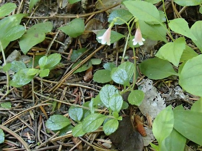 Linnaea borealis subsp. longiflora