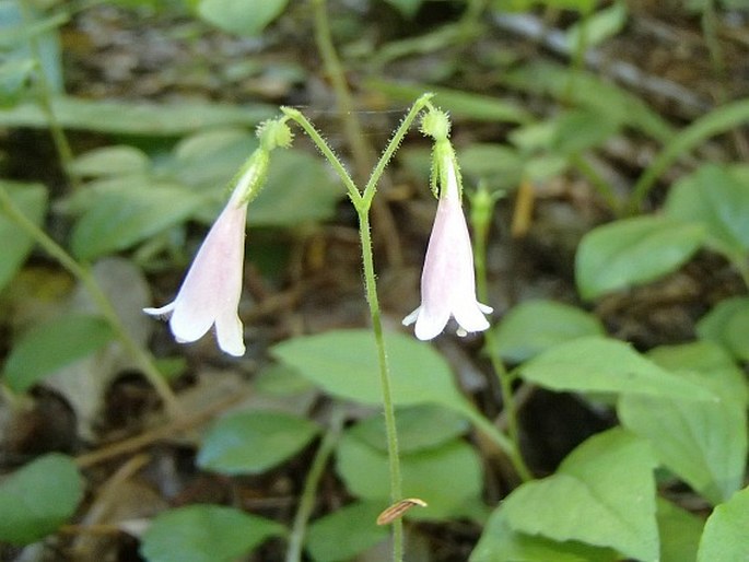 Linnaea borealis subsp. longiflora