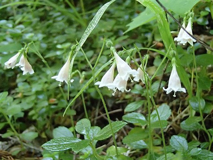 Linnaea borealis subsp. longiflora