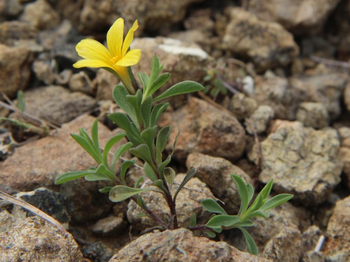 Linum nodiflorum