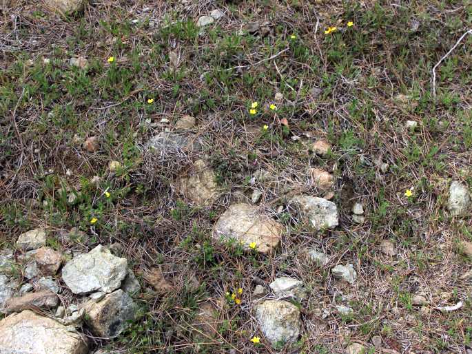 Linum nodiflorum