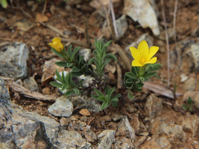 Linum nodiflorum