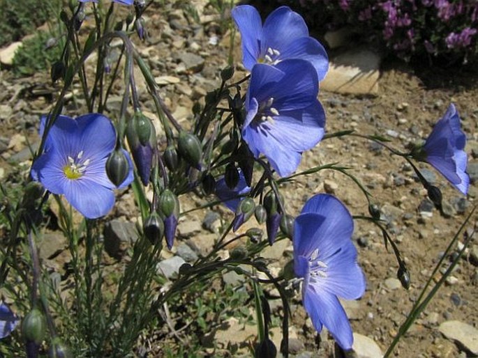 Linum obtusatum