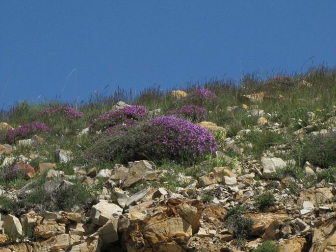 Linum obtusatum