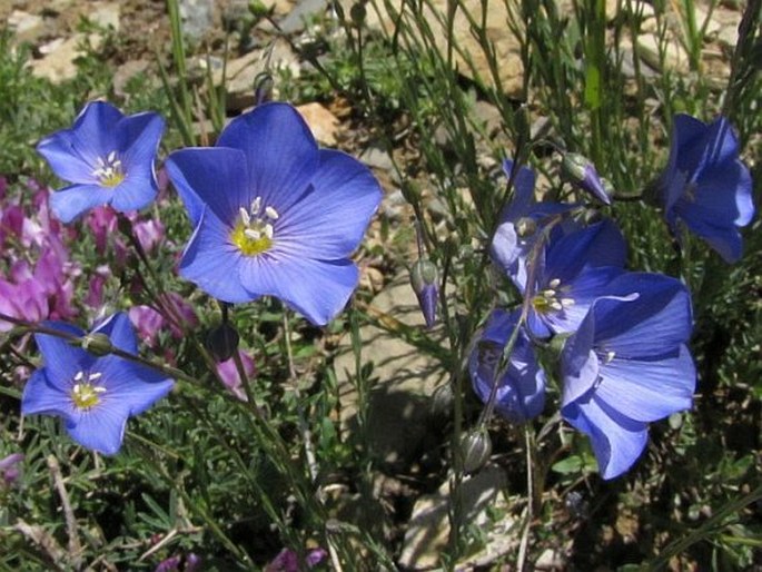 LINUM OBTUSATUM (Boiss.) Stapf - len / ľan