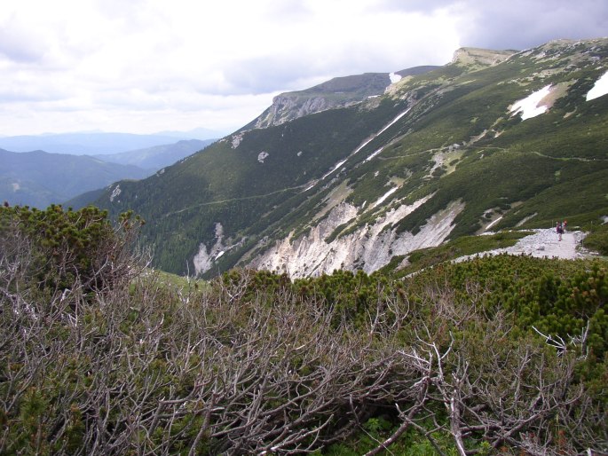 Linum alpinum