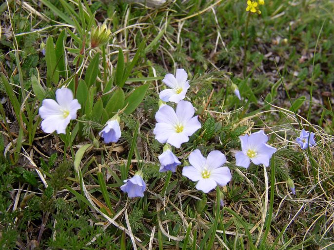 Linum alpinum