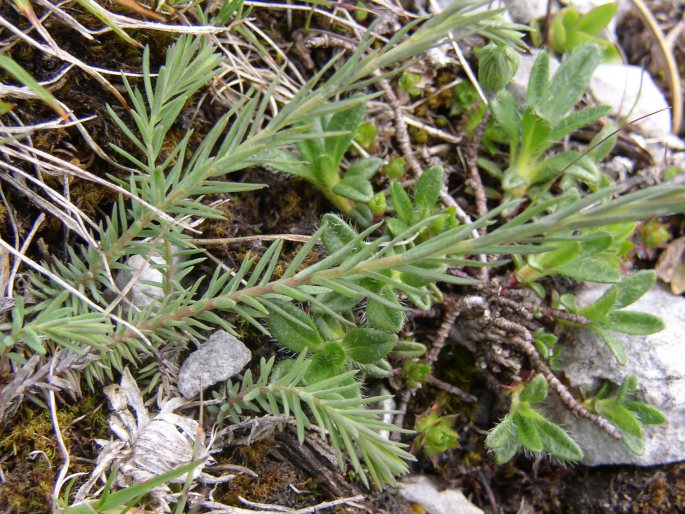 Linum alpinum