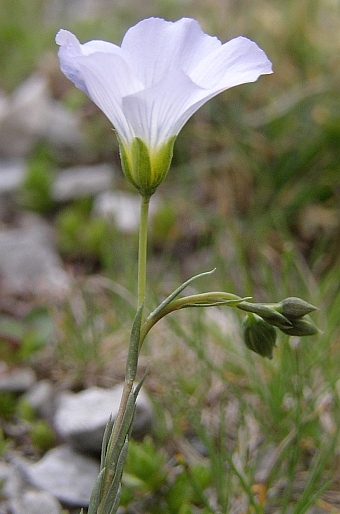 Linum alpinum