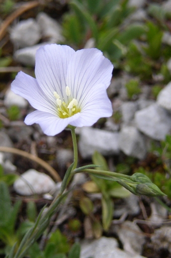 Linum alpinum