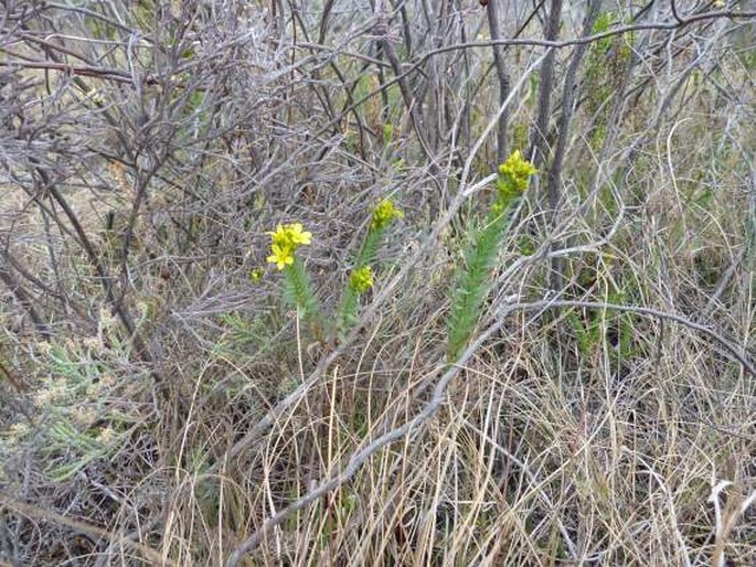 Linum betsiliense