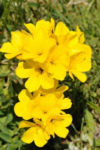 Linum capitatum