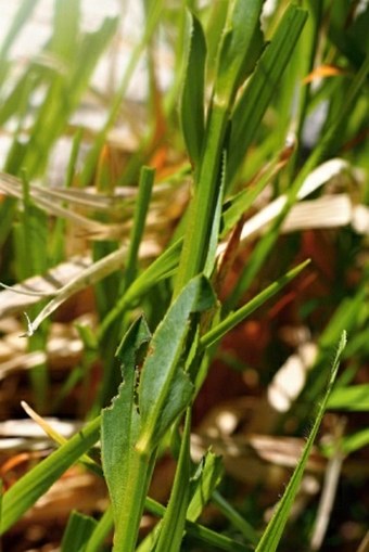 Linum capitatum