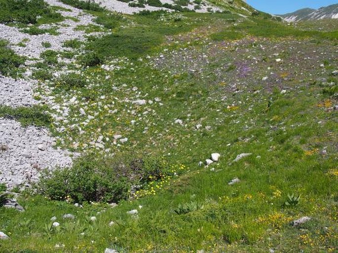 Linum alpinum subsp. gracilius