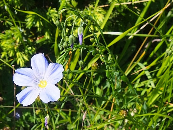 Linum alpinum subsp. gracilius