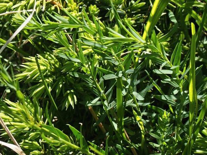 Linum alpinum subsp. gracilius