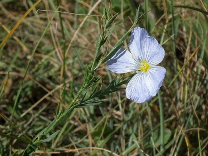 Linum lewisii