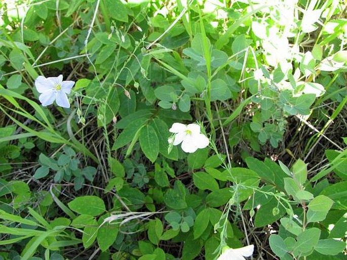 Linum lewisii