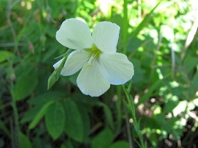 Linum lewisii