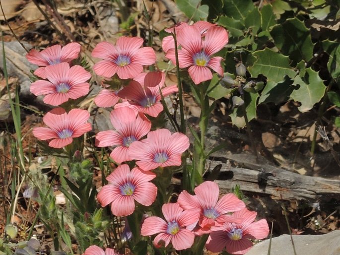 Linum pubescens